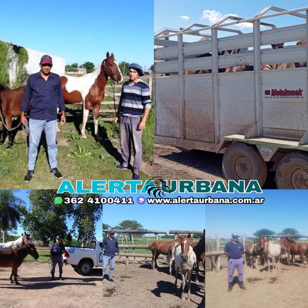 San Martín: Rescataron caballos que deambulaban sin rumbo en la vía pública