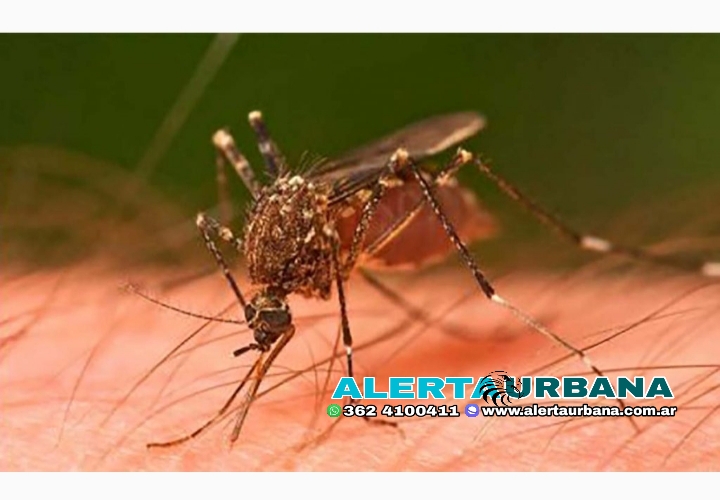 Salud Pública brindó el parte epidemiológico de dengue