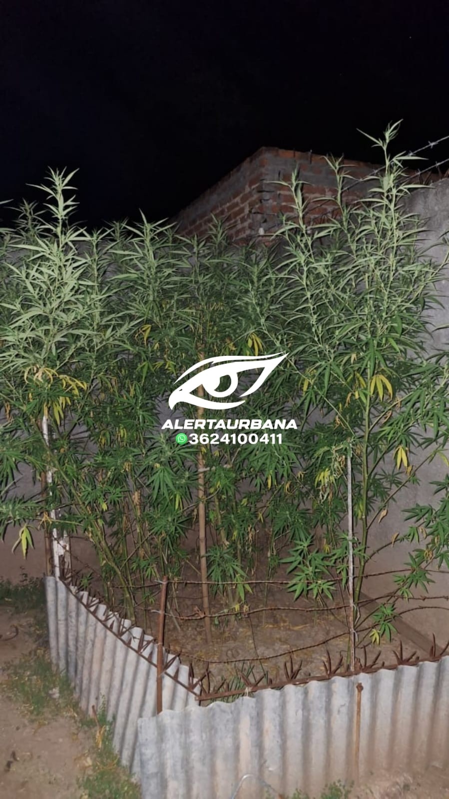 Secuestran 30 plantas de marihuana en Quitilipi