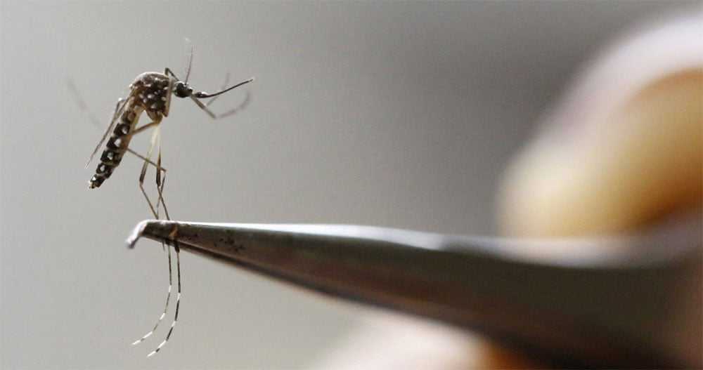 En los últimos 8 meses se registraron 120.000 casos y 79 muertes por Dengue 