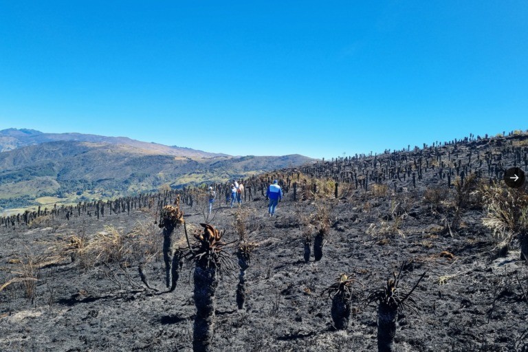 La polémica que llega después de los incendios en Colombia: ¿reforestar o restaurar?