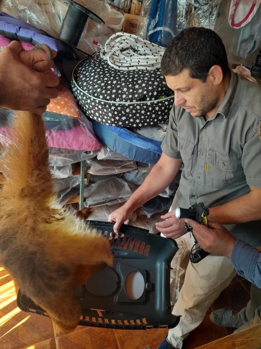 Rescataron un Oso Melero en localidad del interior de Corrientes