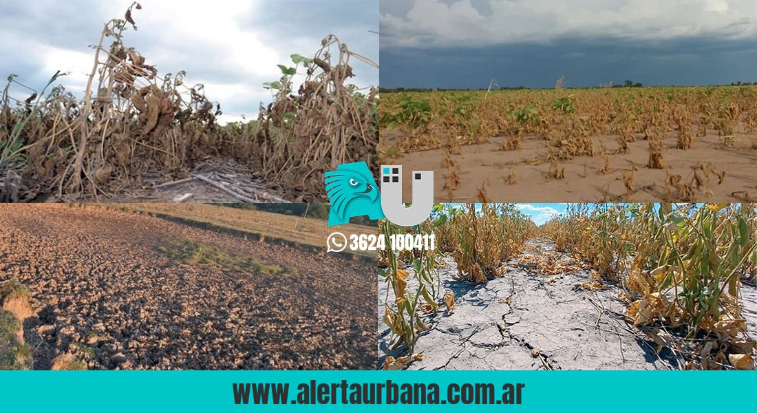 Estiman en 1.350 millones de dólares las pérdidas del campo en el Chaco debido al calor y la seca