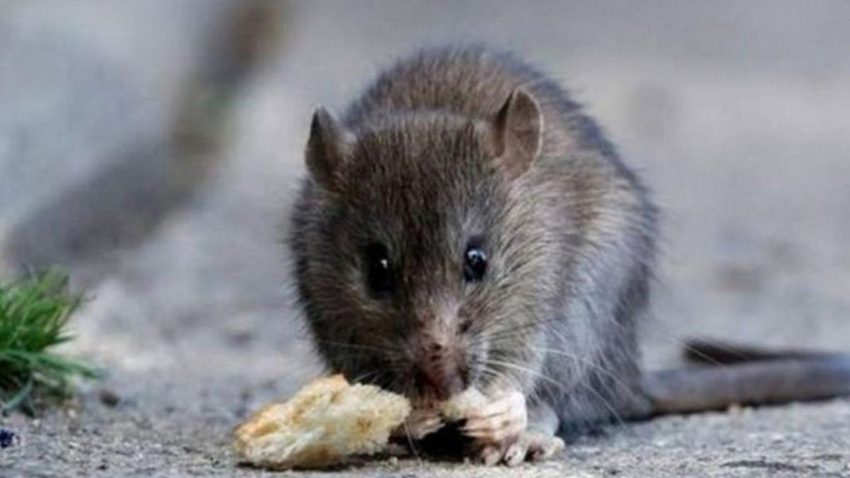 Murió una mujer por hantavirus en Bariloche: hay 25 personas aisladas