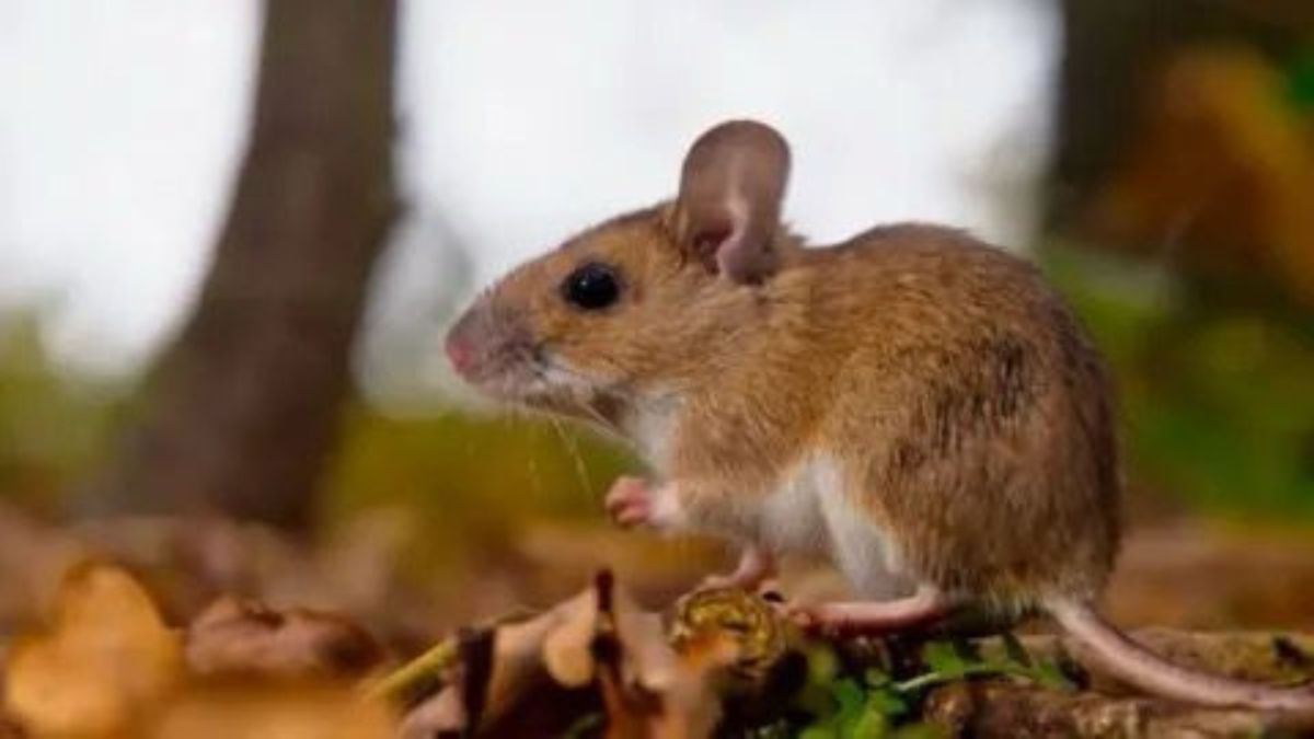 Confirman un caso de hantavirus en el Chaco ¿Qué recomendaciones seguir?