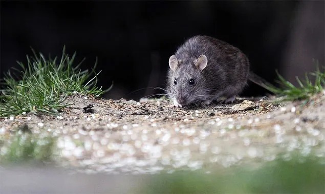  Alerta en Chaco ante un caso de hantavirus a kilómetros de Resistencia 