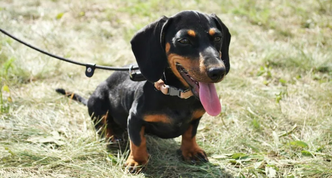 Un perro salchicha mató a un bebé de un mes tras atacarlo adentro de su cuna: “Se puso celoso”