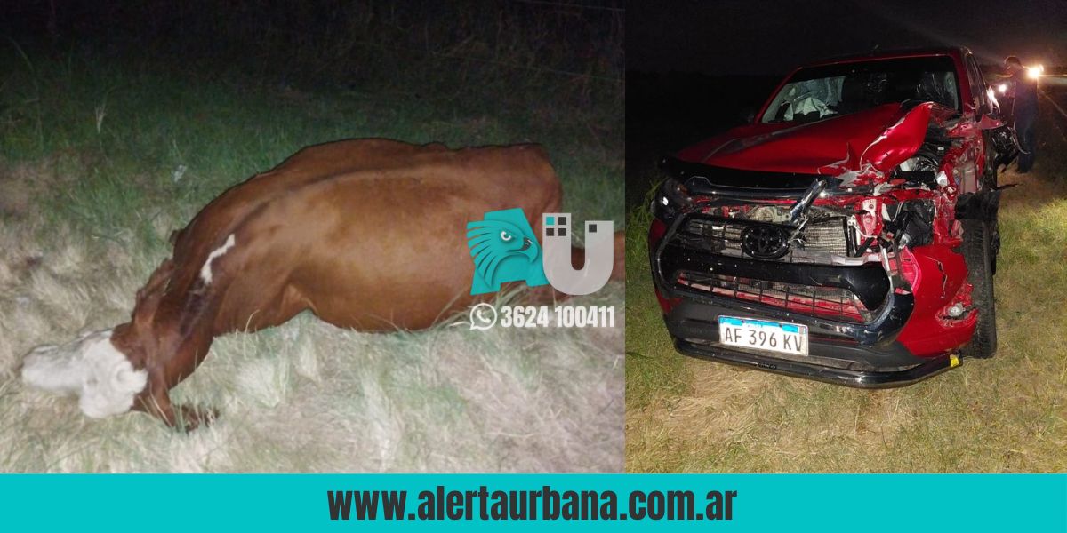 Camioneta chocó a una vaca en Santa Sylvina