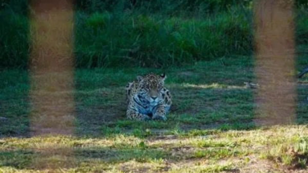 Trasladan una yaguareté del Iberá al Chaco para fortalecer la población de la especie