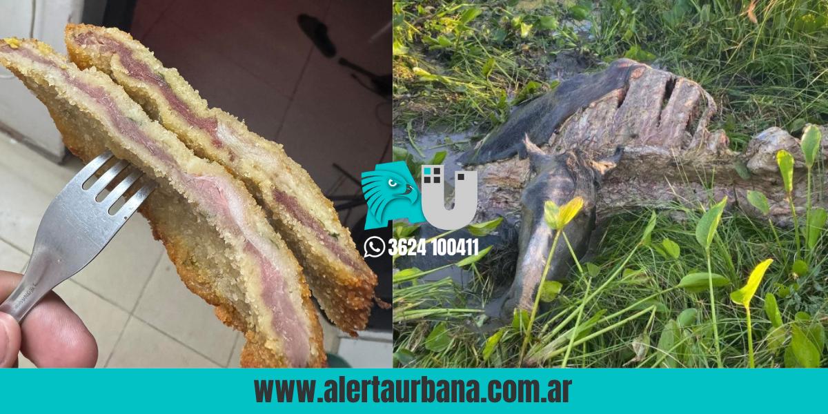 Mal gusto en redes sociales: publican una foto de una milanesa y sugieren que era carne de Alfonsín