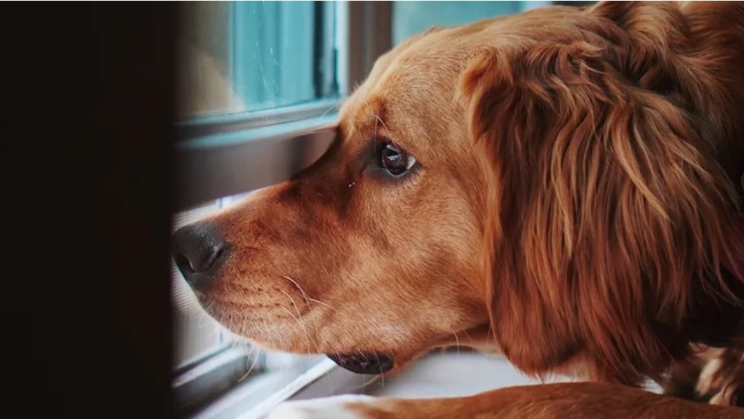 Ni 1 ni 12 horas: cuánto tiempo puede estar solo en casa nuestro perro