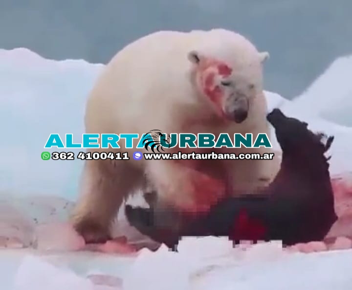 VIDEO: hambriento oso polar devora a una foca