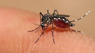 Dengue: el Ministeriode Salud de la Nación realiza el seguimiento epidemiológico de las jurisdicciones del país