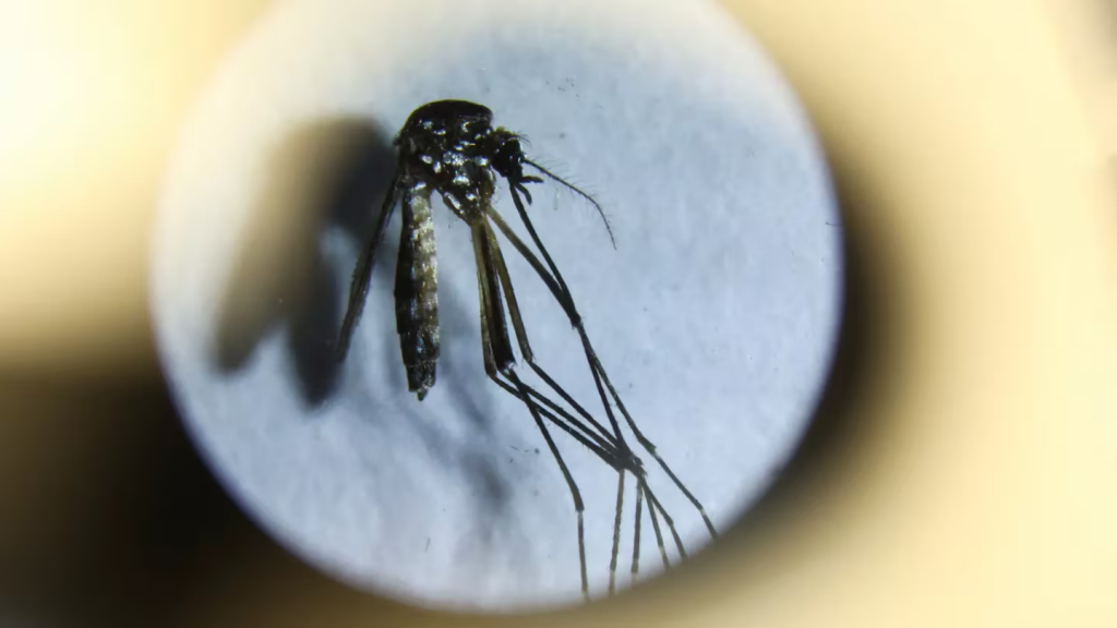 Dengue: se reportaron 36 mil contagios y 36 muertos en la última semana. El NEA en segundo lugar