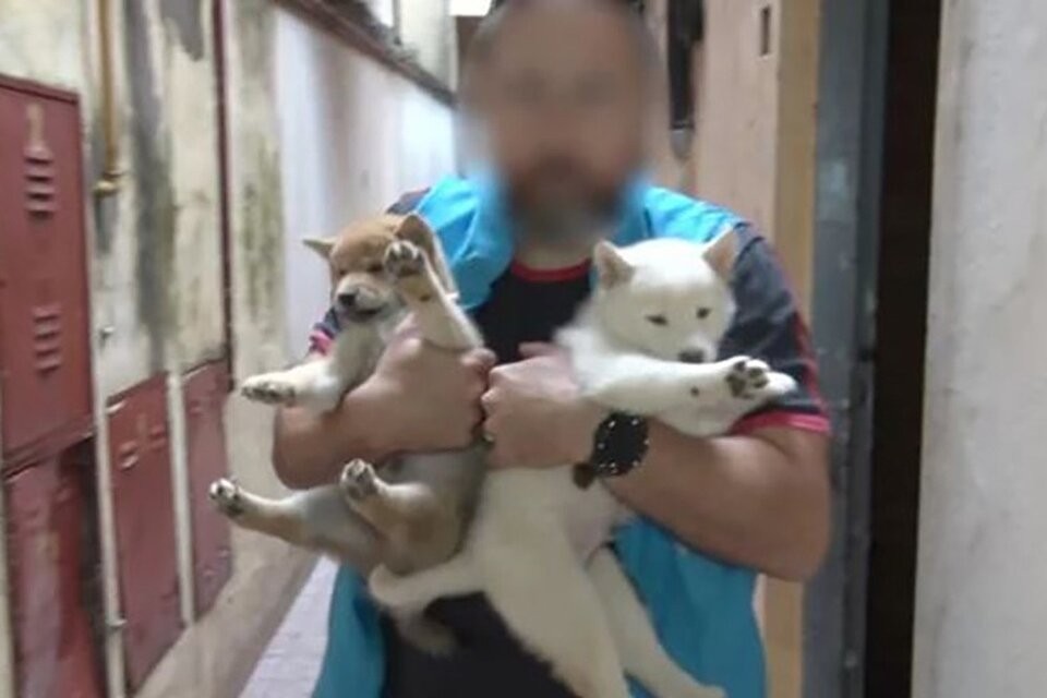 Clausuraron dos criaderos ilegales de perros: vendían cachorros por redes sociales a $350 mil