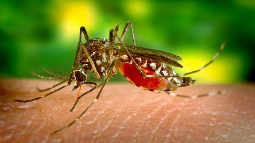 Las Breñas: confirmaron casos de chikungunya