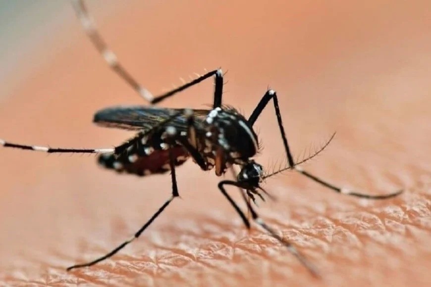 Dengue en Santa Fe: se observó un leve incremento de casos