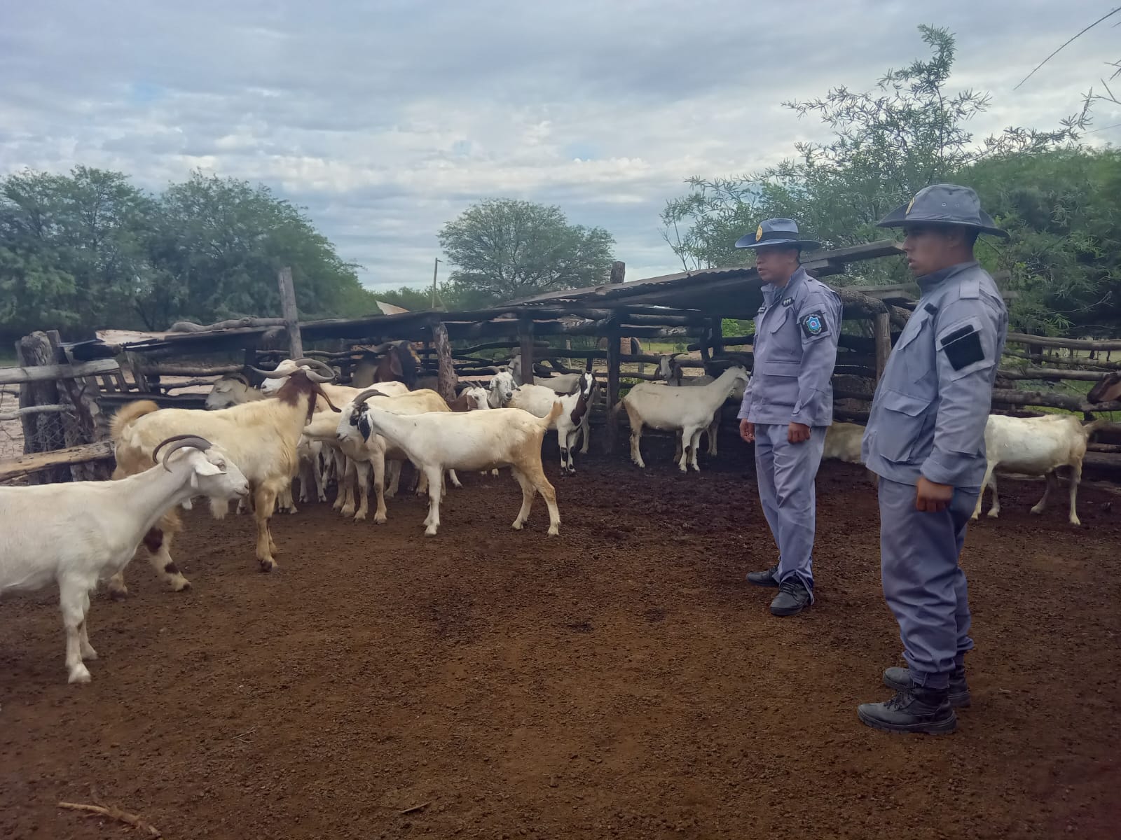 Se habían robado 26 cabras y las abandonaron en un campo: cuando las encontraron estaban deshidratadas y hambrientas