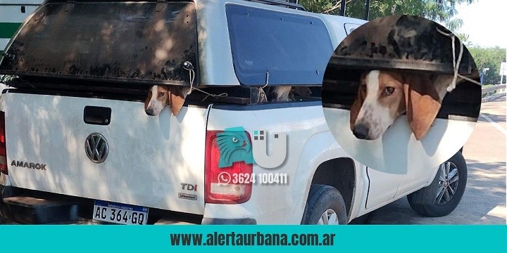 Rescataron a más de 20 perros y dos gallos en pésimas condiciones