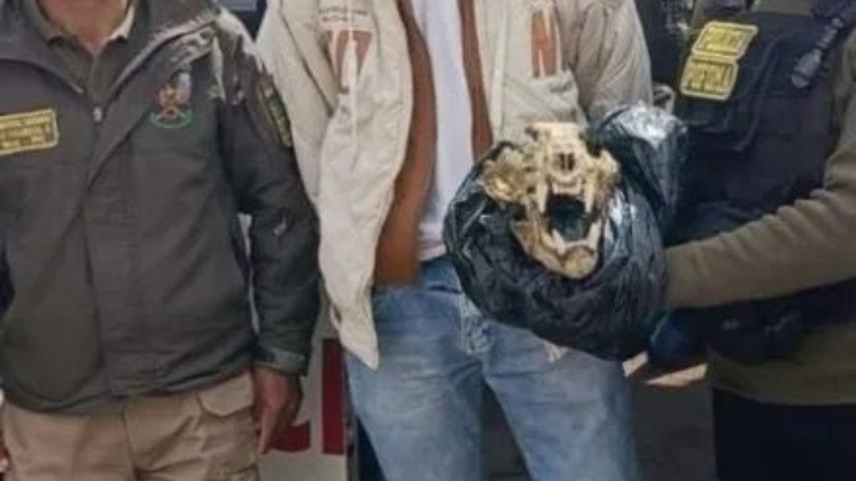 Insólito hecho en Bolivia: un hombre intentó vender el cráneo de un yaguareté en redes