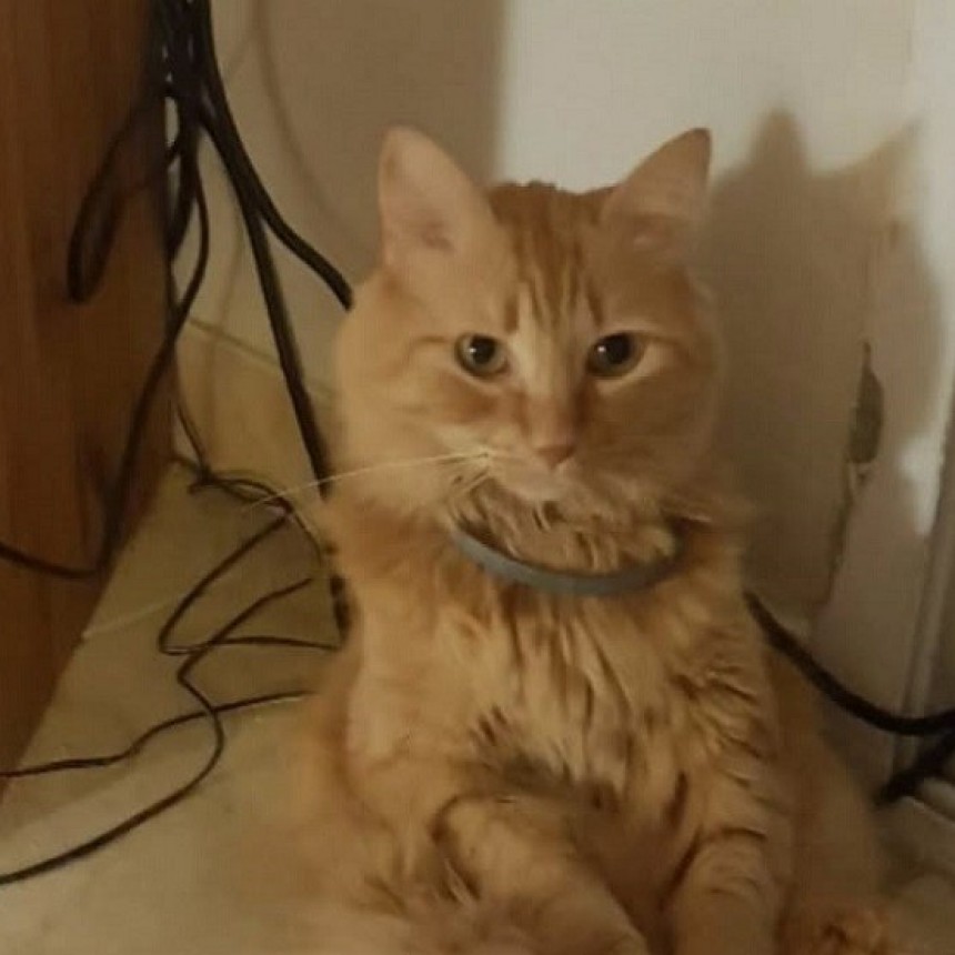 Su gata se extravió hace tres semanas y ofrece $500 mil de recompensa