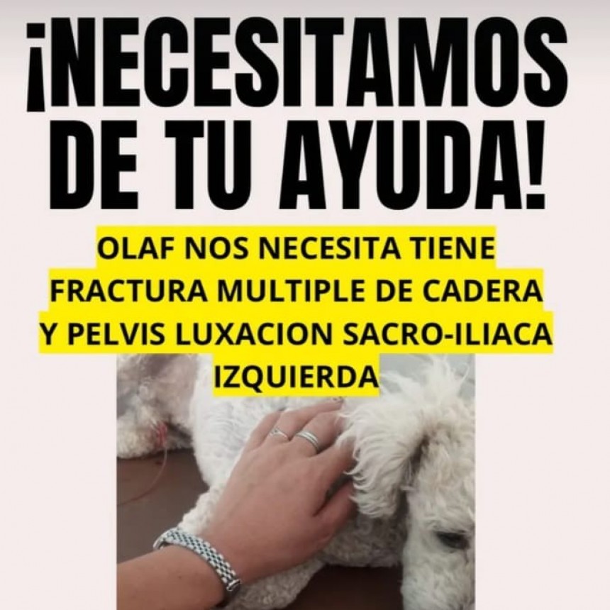 Piden colaboración para la cirugía de Olaf