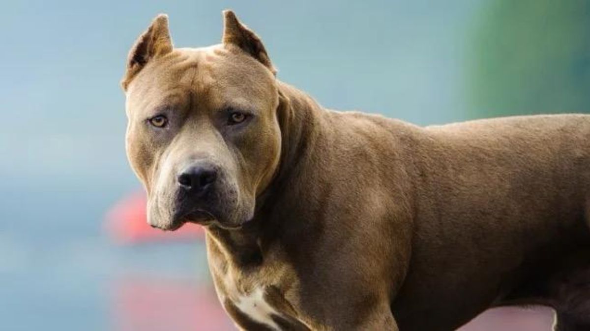 Santa Fe: un perro pitbull atacó a una nena de cinco años