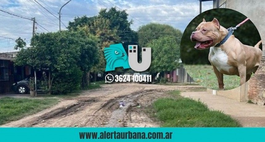 Otro ataque de un pitbull en 24 horas: segundo niño herido en Santa Fe 