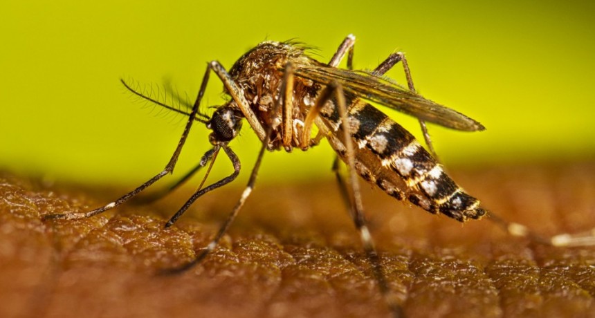 Rosario: falleció una beba de 14 meses que tenía dengue