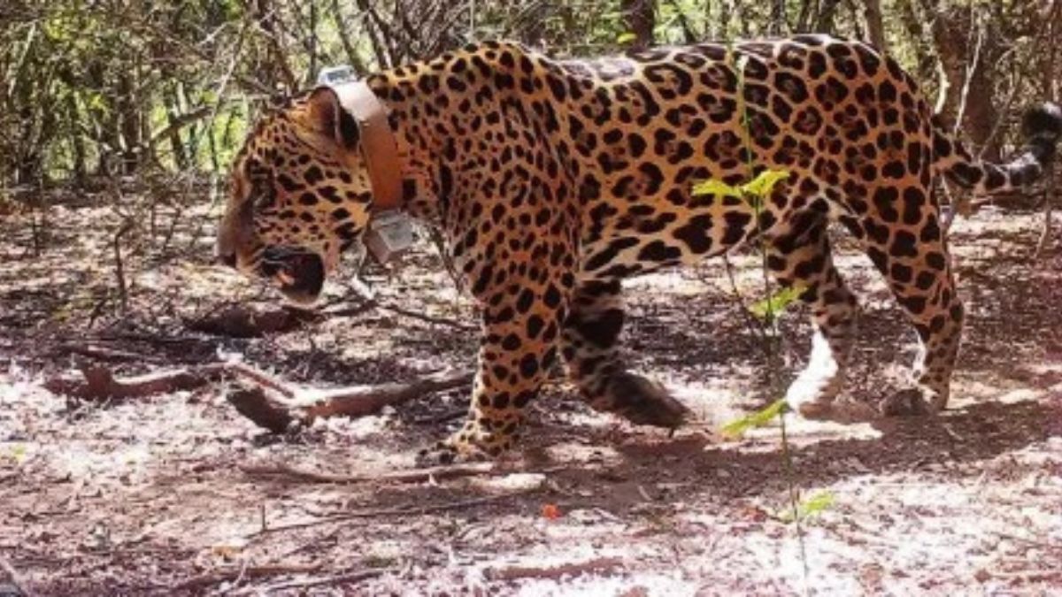 Captaron al yaguareté Tañhi Wuk en el Parque Nacional El Impenetrable