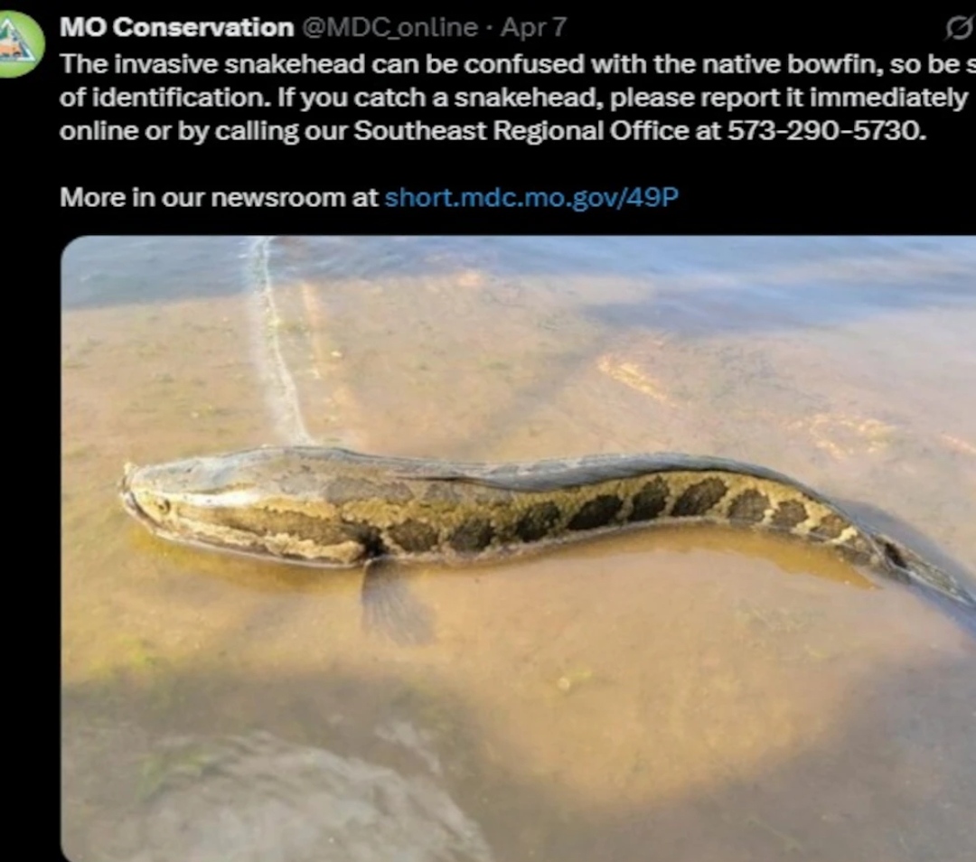 Estados Unidos lanza alerta por peces invasores que caminan en tierra y respiran aire