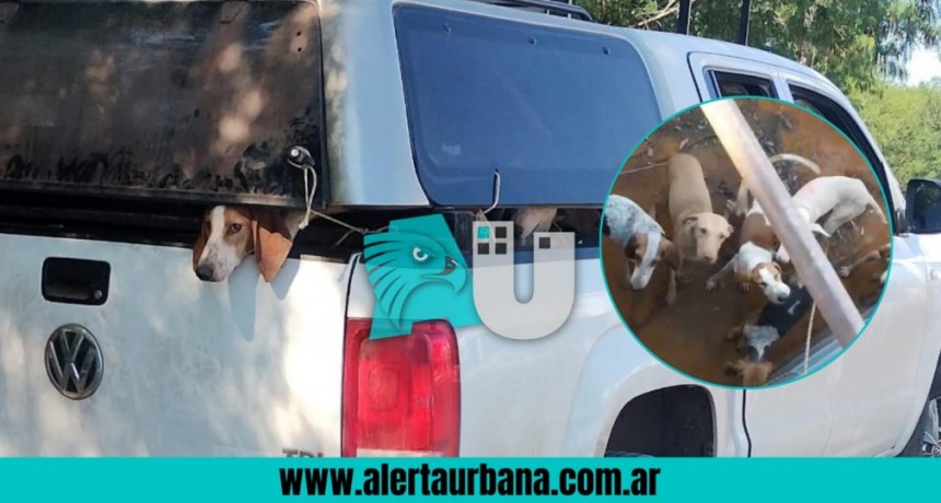 Rescataron a más de 20 perros y dos gallos en pésimas condiciones