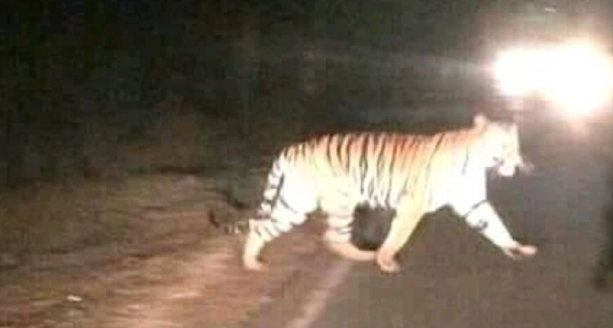 No está confirmado el caso del tigre suelto en Pampa del Indio.