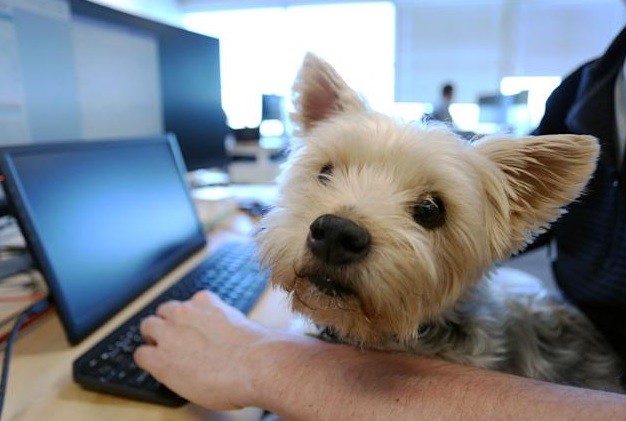 Una empresa de Canadá permite a empleados llevar a sus mascotas al trabajo