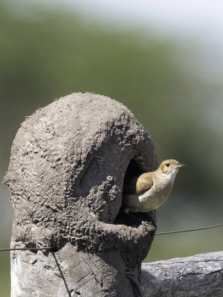 Develan una rareza sobre los nidos de los horneros gracias a la ayuda de 1.200 observadores latinoamericanos