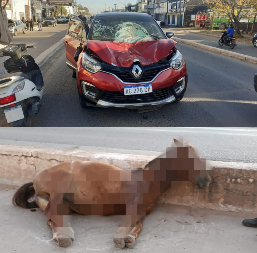Resistencia: un auto colisionó a un caballo en Av. Alvear 