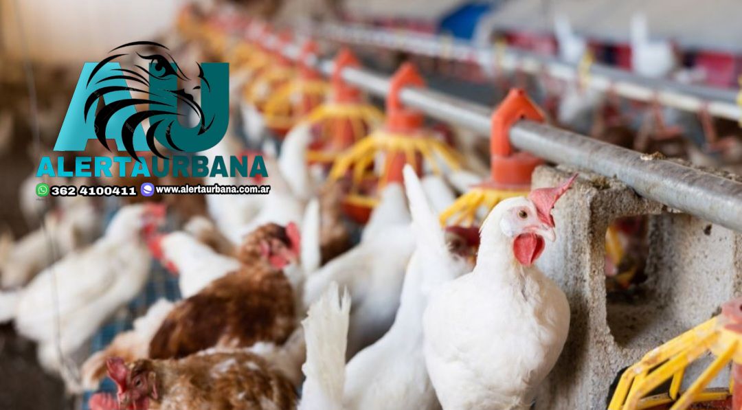 El Senasa descartó nuevos casos de influenza aviar