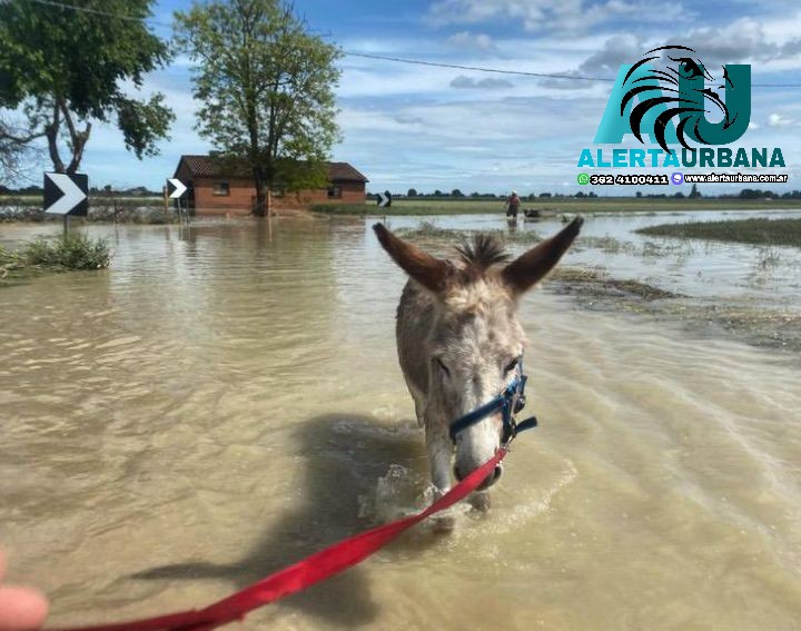 Un burro se salvó luego de caminar 3 km en medio de las inundaciones en Italia