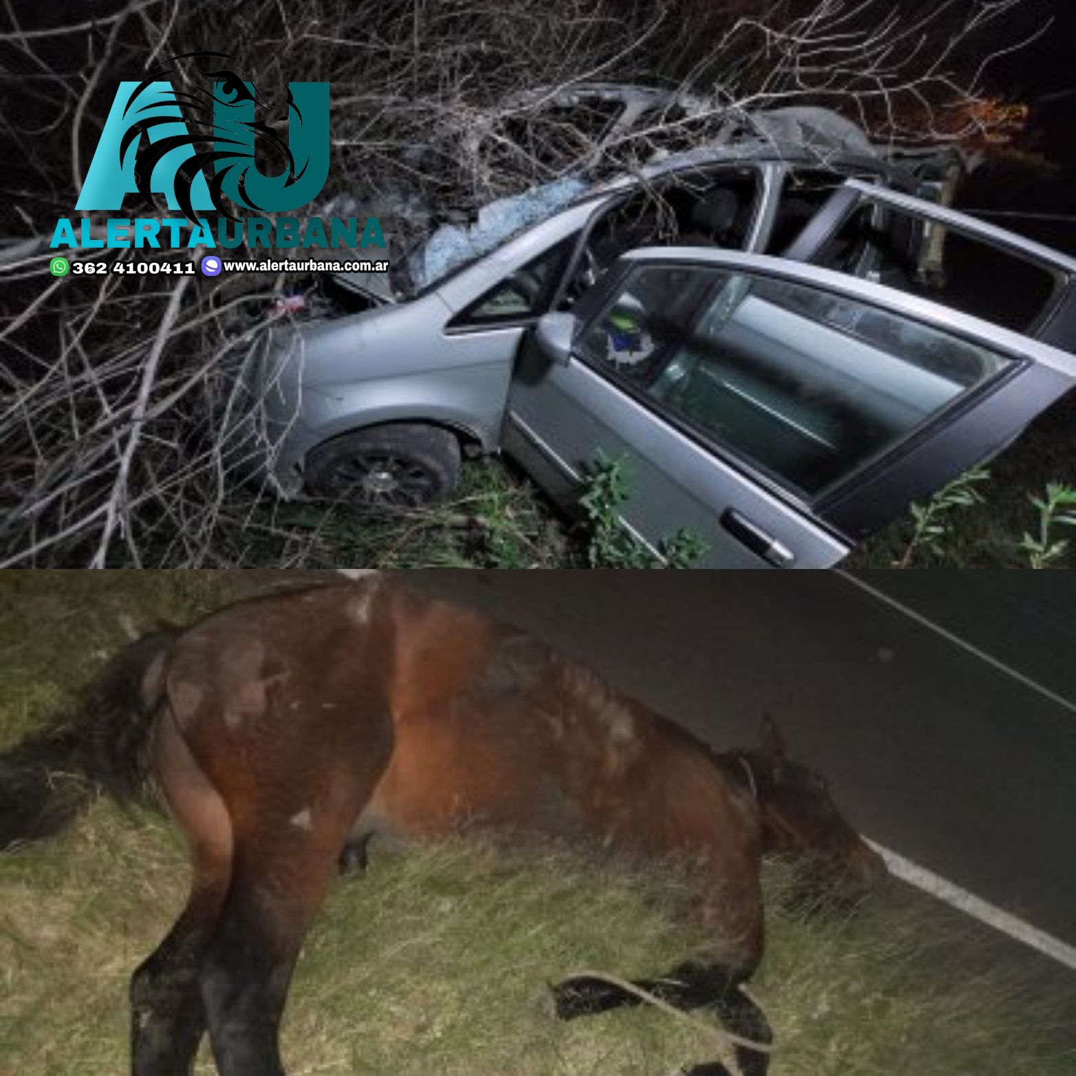 Santa Sylvina: un animal suelto provocó una tragedia. Murió una joven de 20 años en un accidente de tránsito
