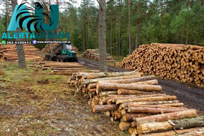 Misiones vuelve a ganarle a Corrientes en la industrialización de madera