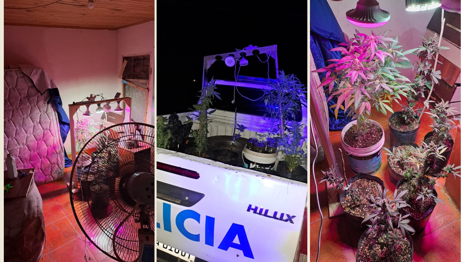 Du Graty: hallan y secuestran once plantas de marihuana de una habitación “tuneada” con iluminación y ventilación