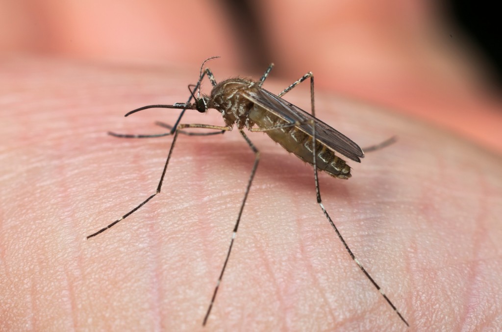 Dengue: los riesgos de un patógeno emergente en Europa