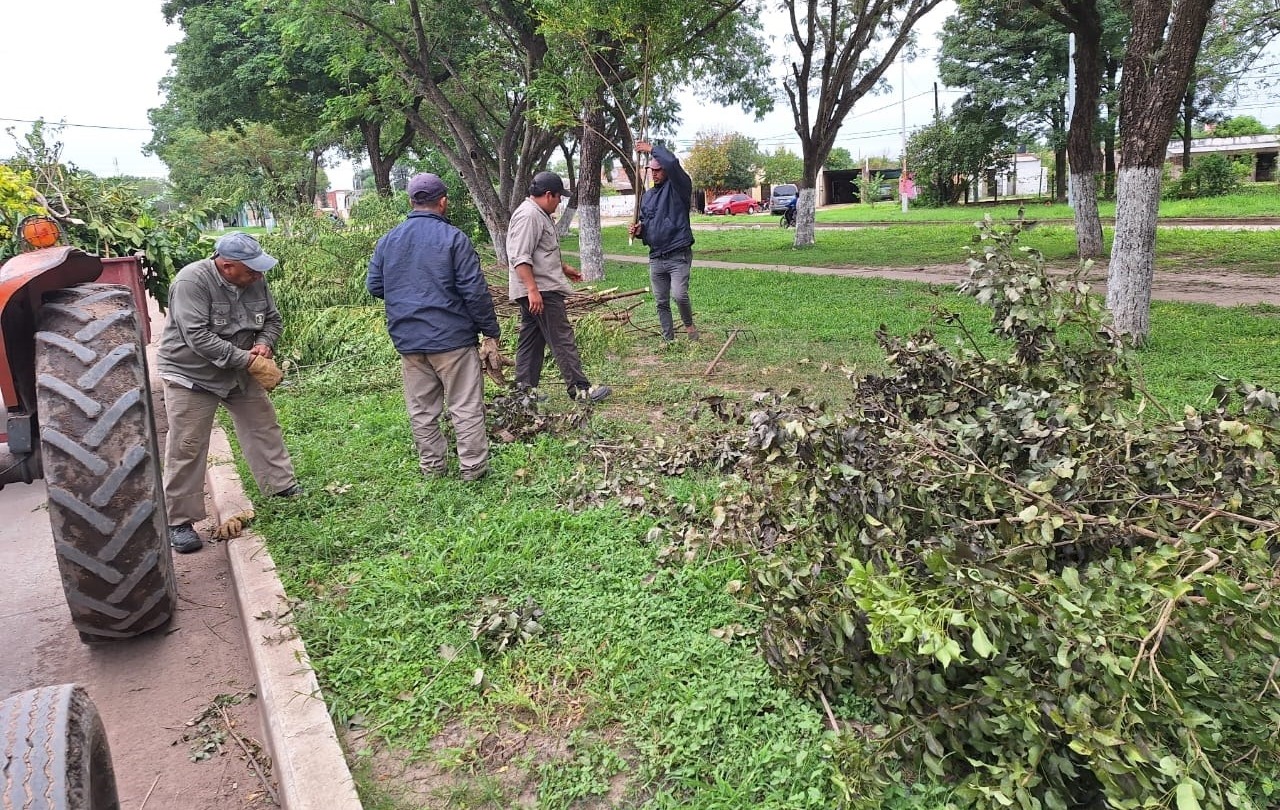 El municipio de Presidencia de la Plaza inició las tareas de poda de árboles