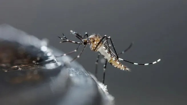 El brote de dengue a nivel nacional es más de tres veces mayor que el del año pasado