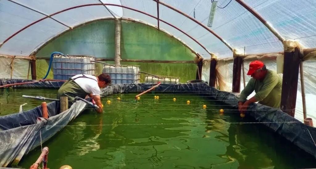 Santa Fe: crían peces de zonas templadas en  invernadero