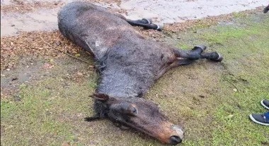 Maltrato Animal:  un carrero se le murió el caballo y huyó del lugar