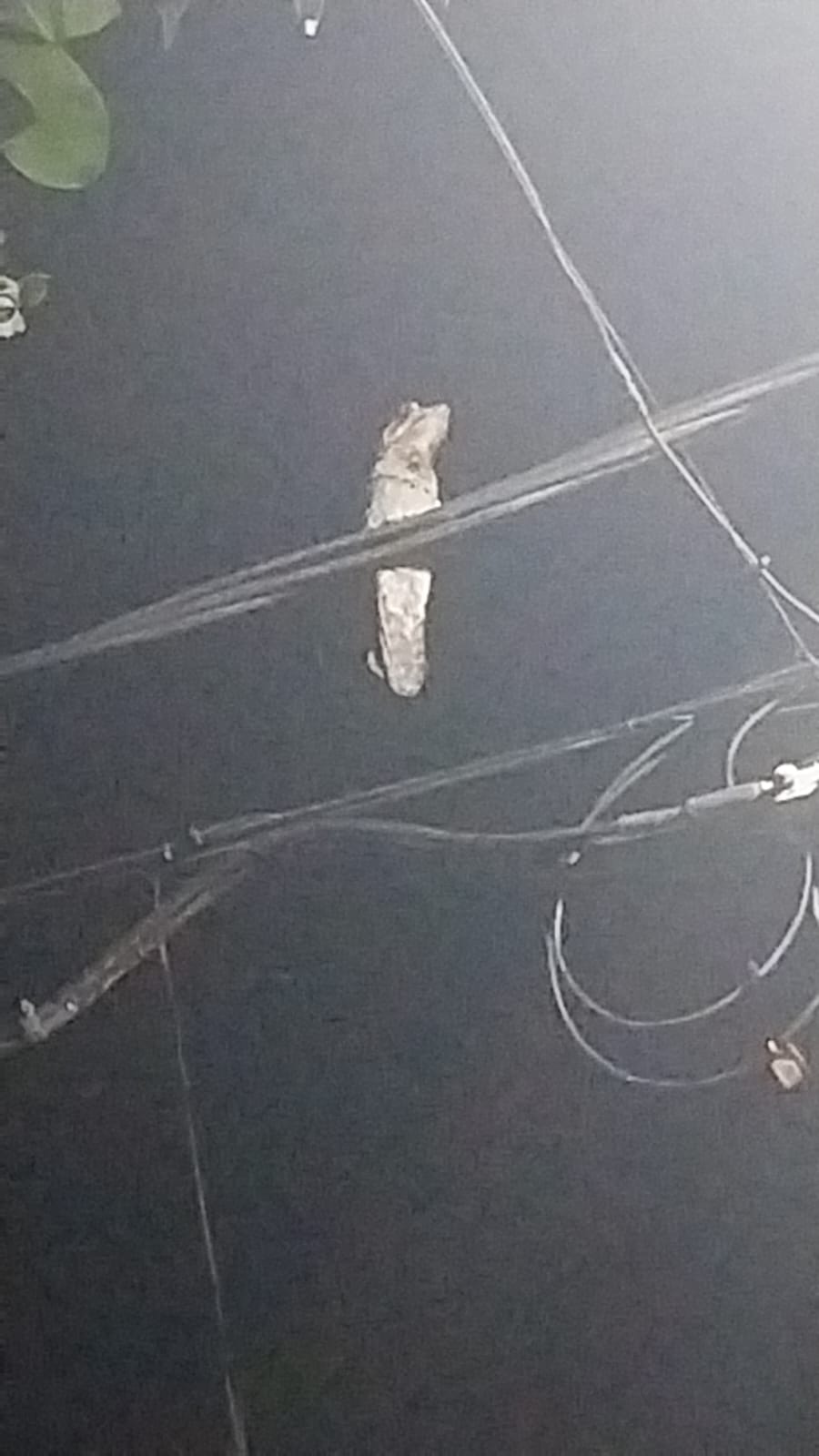 Apareció un kakuy en el barrio Valussi: desde el domingo está fijo en un cable de alta tensión