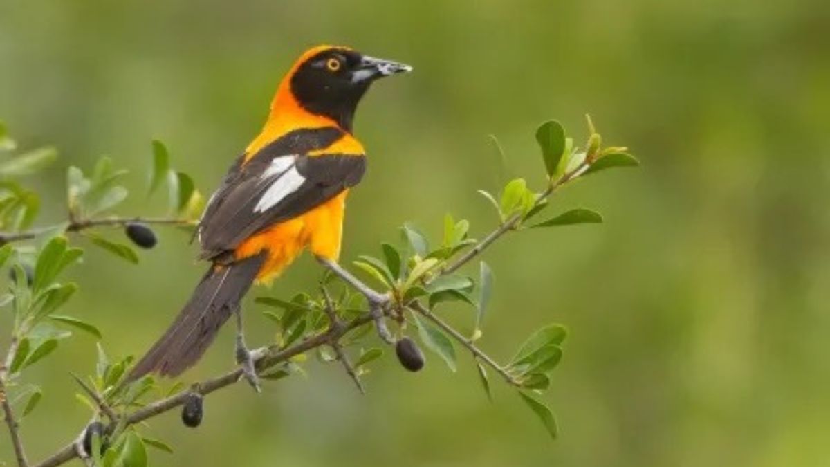 El Parque Nacional El Impenetrable se suma al Big Day de observación de aves