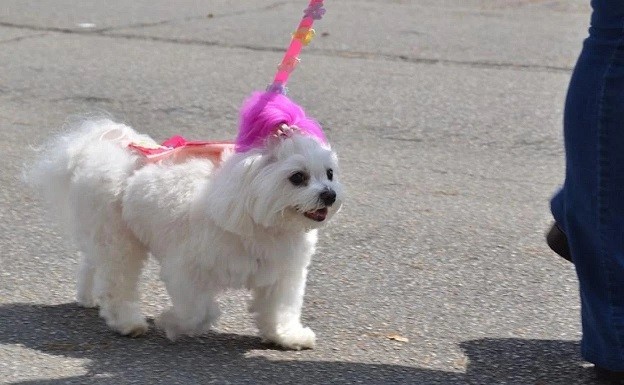 Organizan un desfile de mascotas este sábado en Fontana 