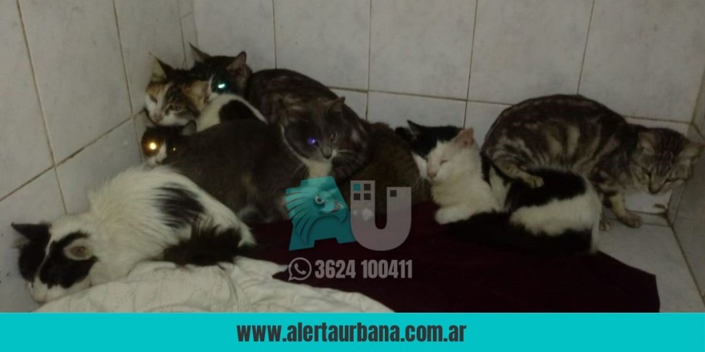 Esquina: Rescataron a 20 animales que vivían hacinados